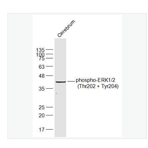 Anti-phospho-ERK1/2 -磷酸化丝裂原活化蛋白激酶1/2抗体,phospho-ERK1/2 (Thr202 + Tyr204)