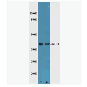 Anti-ATF4 antibody-活化转录因子4抗体