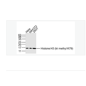 Anti-Histone H3-甲基化组蛋白H3(Tri methyl K79) 单克隆抗体,Histone H3 (tri methyl K79)