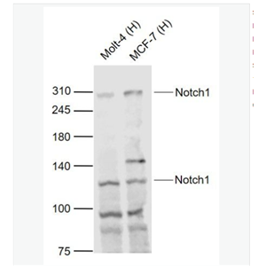 Anti-Notch1 antibody-跨膜受体蛋白Notch-1抗体