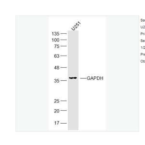 Anti-GAPDH-3-磷酸甘油醛脫氫酶（內(nèi)參）抗體,GAPDH (Loading Control)