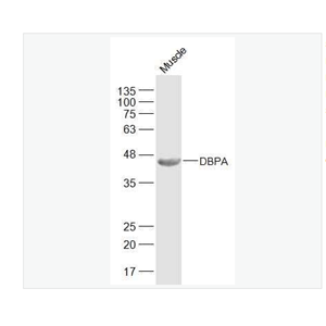 Anti-DBPA antibody-冷休克蛋白DBPA抗体