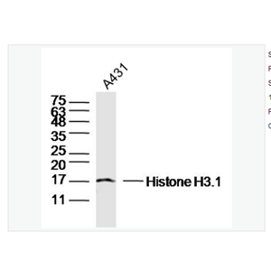 Anti-Histone H3.1 antibody -组蛋白H3.1抗体