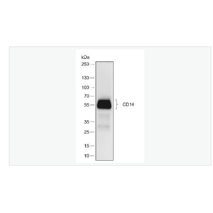 Anti-CD14 antibody -CD14重组兔单克隆抗体