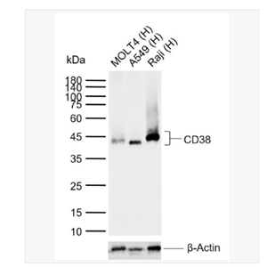 Anti-CD38 antibody-CD38重组兔单克隆抗体