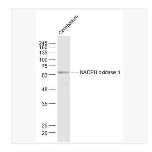 Anti-NADPH oxidase 4 antibody-NADPH氧化酶4抗体,NADPH oxidase 4