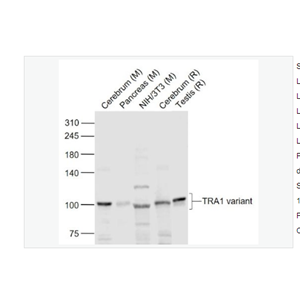 Anti-TRA1 variant antibody -肿瘤排斥抗原gp96 1 变异体抗体