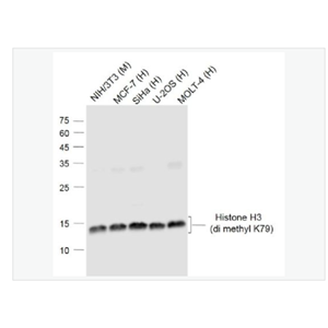 Anti-Histone H3 -甲基化组蛋白H3(di methyl K79)单克隆抗体