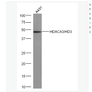 Anti-HDAC3 antibody -组蛋白去乙酰化酶3抗体