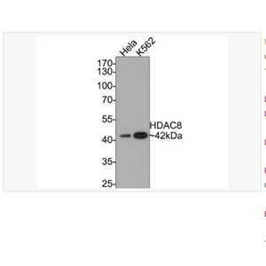 Anti-HDAC8 antibody-组蛋白去乙酰化酶8重组兔单克隆抗体