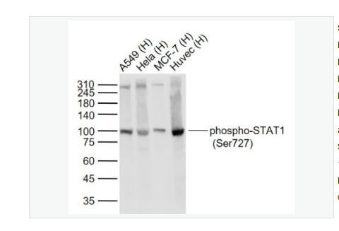 Anti-phospho-STAT1-磷酸化信号转导与转录激活因子1重组兔单克隆抗体,phospho-STAT1 (Ser727)