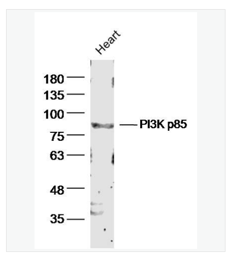 Anti-PIK3R1 antibody-磷脂酰肌醇激酶抗体,PIK3R1