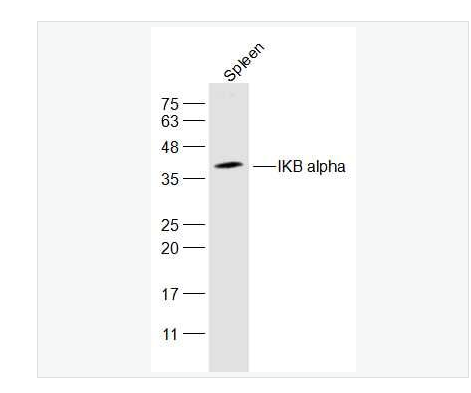 Anti-IKB alpha antibody-核因子κB抑制蛋白α抗体,IKB alpha