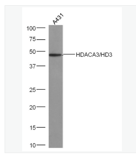 Anti-HDAC3 antibody-组蛋白去乙酰化酶3抗体,HDAC3