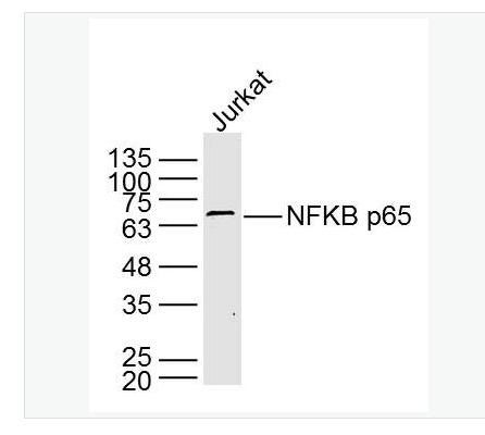 Anti-NFKB p65 antibody- 細胞核因子/k基因結(jié)合核因子單克隆抗體,NFKB p65