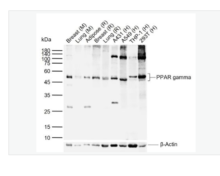 Anti-PPAR gamma antibody - 過氧化酶活化增生受體γ抗體,PPAR gamma