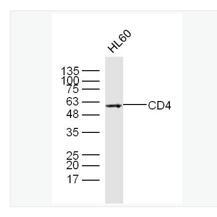 Anti-CD4 antibody- CD4抗体,CD4
