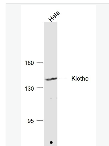 Anti-Klotho antibody- Klotho多肽蛋白抗體,Klotho