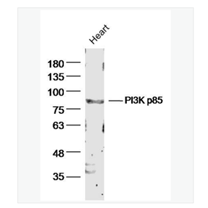 Anti-PIK3R1 antibody-磷脂酰肌醇激酶抗体