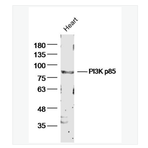 Anti-PIK3R1 antibody-磷脂酰肌醇激酶抗体,PIK3R1