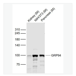 Anti-GRP94 antibody -葡萄糖调节蛋白94抗体