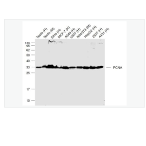 Anti-PCNA - 增殖细胞核抗原（核内参）重组兔单克隆抗体
