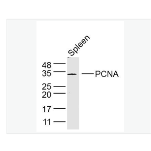 Anti-PCNA antibody- 增殖细胞核抗原抗体