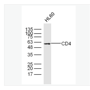Anti-CD4 antibody- CD4抗体