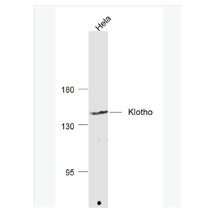 Anti-Klotho antibody- Klotho多肽蛋白抗体