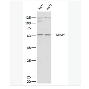 Anti-KEAP1 antibody- 胞质接头蛋白Keap1