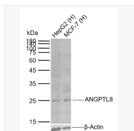 Anti-ANGPTL8 antibody- 19号染色体开放阅读框80单克隆抗体,ANGPTL8