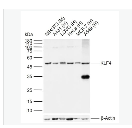 Anti-KLF4 antibody- KLF4重组兔单克隆抗体,KLF4