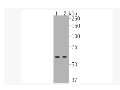 Anti-NADPH oxidase 4  antibody- NADPH氧化酶4抗体,NADPH oxidase 4