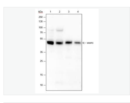 Anti-MMP3 antibody- 基质金属蛋白酶3重组兔单克隆抗体,MMP3