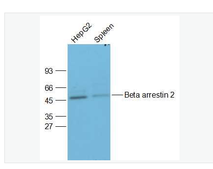 Anti-Beta arrestin 2 antibody-β-β-arrestin抗体,Beta arrestin 2