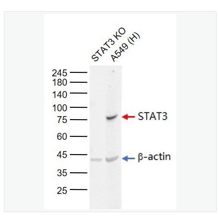 Anti-STAT3 antibody-信號(hào)轉(zhuǎn)導(dǎo)和轉(zhuǎn)錄激活因子3單克隆抗體,STAT3