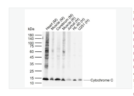 Anti-Cytochrome C antibody -細(xì)胞色素C單克隆抗體,Cytochrome C