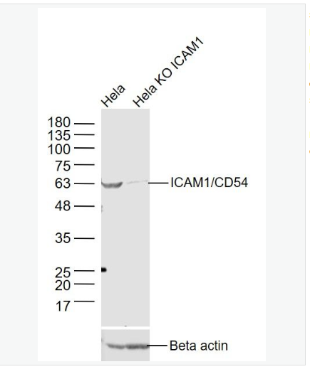 Anti-ICAM1 antibody -细胞间粘附分子-1（CD54）抗体,ICAM1