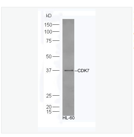Anti-CDK7 antibody -周期素依赖性激酶7抗体,CDK7