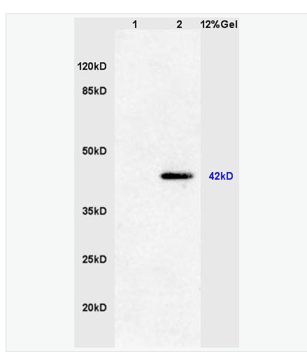 Anti-phospho-ERK1 -磷酸化丝裂原活化蛋白激酶1/2抗体,phospho-ERK1 (Thr202/Tyr204) + ERK2 (Thr183/Tyr185)