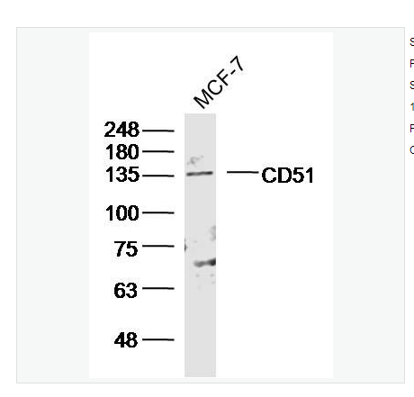 Anti-ITGAV antibody-整合素αV（CD51）抗體,ITGAV