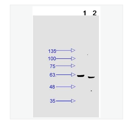 Anti-Phospho-NFKB-磷酸化细胞核因子NF-κB p65抗体,Phospho-NFKB p65 (Ser468)