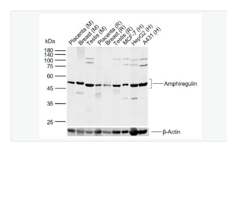 Anti-Amphiregulin antibody-双调蛋白/结肠直肠细胞源性生长因子抗体,Amphiregulin