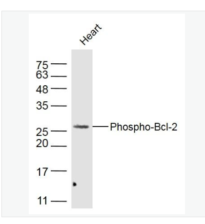 Anti-Phospho-Bcl-2-磷酸化Bcl-2抗體,Phospho-Bcl-2 (Thr129)