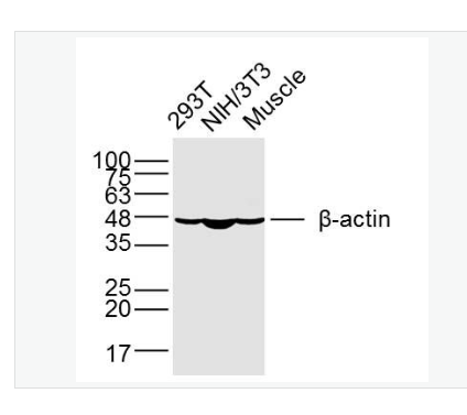 Anti-beta-Actin-β-肌动蛋白/β-Actin（内参）单克隆抗体,beta-Actin (Loading Control)