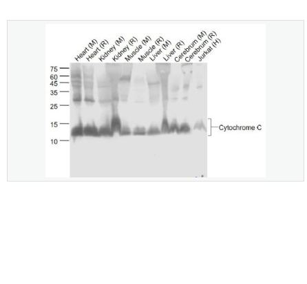 Anti-Cytochrome C antibody-細(xì)胞色素C重組兔單克隆抗體,Cytochrome C