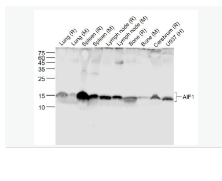 Anti-AIF1 (9A3)  antibody-離子鈣接頭蛋白單克隆抗體,AIF1 (9A3)