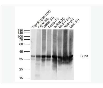 Anti-Bub3 antibody-有丝分裂蛋白BUB3重组兔单克隆抗体,AIF1 (9A3)