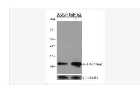Anti-Histone H4-乙酰化组蛋白H4(K16)重组兔单克隆抗体,Histone H4 (acetyl K16)