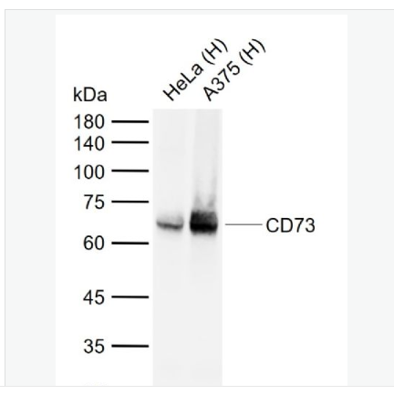 Anti-CD73 antibody-CD73單克隆抗體,CD73